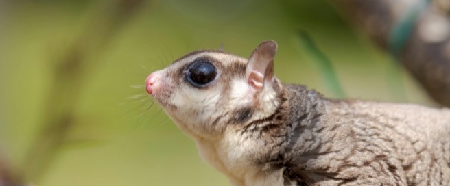 Flying Squirrel Watch image